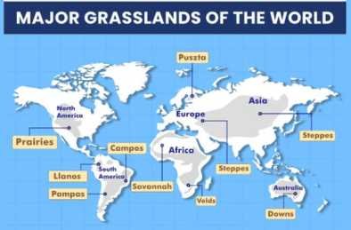 Major world grasslands - Prairies , Velds , Pustaz , Pampas , Downs and Canterbury | sudurbhai.com
